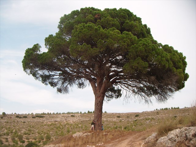 Pino de Juan Molinera